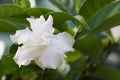 White flower 307