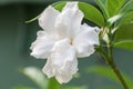 White flower 305