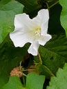 White flower on a background of leaves