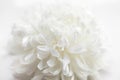 White flower on a white background Royalty Free Stock Photo