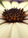 white gerbera flower Royalty Free Stock Photo