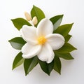 White Flower On White Background: A Tropical Symbolism In Lilia Alvarado Style