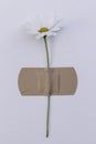 White flower with band-aid Conceptual image of cure, disease, healing Royalty Free Stock Photo