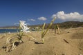 White flower on the beach, Pancratium maritimum