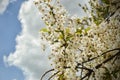 White flower. beautiful flowering tree, small buds. branches against the blue sky. white cloud. Royalty Free Stock Photo