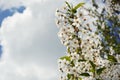 White flower. beautiful flowering tree, small buds. branches against the blue sky. white cloud. Royalty Free Stock Photo