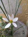 White flower Royalty Free Stock Photo