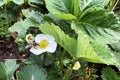 White flower with bee on it on blooming strawberry bush on garden bed. Royalty Free Stock Photo