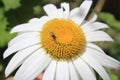 White flower with bee Royalty Free Stock Photo