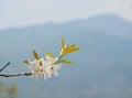 White flower behind the mountain landscape Royalty Free Stock Photo