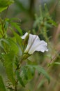 White flower bell on a background of green leaves Royalty Free Stock Photo