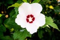 White flower-bell with five petals Royalty Free Stock Photo
