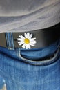 White flower in belt hole holding blue jeans Royalty Free Stock Photo