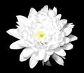 White flower on black Royalty Free Stock Photo