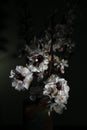 White flower on a black background