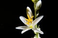 White Flower on Black Background