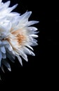 white flower with black background for wallpaper