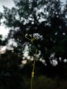 White flower in black begrund