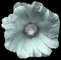 White flower on the black isolated background with clipping path. On the petals with raindrops. For design. Closeup.