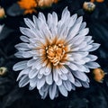 White Flower, Black Preset,India