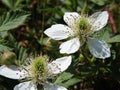 White Flower Blackberry garden. Flower of European blackberry - Rubus fruticosus. Organic Gardening