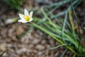 A white flower grows beautifully alone