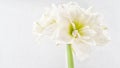 White flower bloom hippeastrum