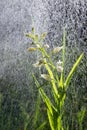 White flower bloom in the pouring rain like snowing. Blooming blossom and water drops like snow. Narrow-leaved Helleborine or