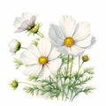 White Roses Cosmos Floral Illustration On White Background