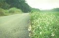 White flower blooming at country road landscape background Royalty Free Stock Photo