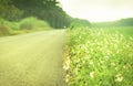 White flower blooming at country road background Royalty Free Stock Photo