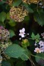 White flower blooming with hydrangeas in the background. Selective focus Royalty Free Stock Photo