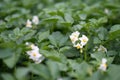 White flower of blooming potato plant. Beautiful white and yellow flowers of Solanum tuberosum in bloom growing in homemade garden Royalty Free Stock Photo