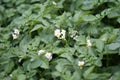 White flower of blooming potato plant. Beautiful white and yellow flowers of Solanum tuberosum in bloom growing in homemade garden Royalty Free Stock Photo