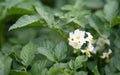 White flower of blooming potato plant. Beautiful white and yellow flowers of Solanum tuberosum in bloom growing in homemade garden Royalty Free Stock Photo