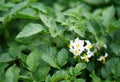 White flower of blooming potato plant. Beautiful white and yellow flowers of Solanum tuberosum in bloom growing in homemade garden Royalty Free Stock Photo