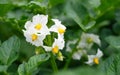 White flower of blooming potato plant. Beautiful white and yellow flowers of Solanum tuberosum in bloom growing in homemade garden Royalty Free Stock Photo