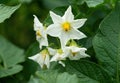 White flower of blooming potato plant. Beautiful white and yellow flowers of Solanum tuberosum in bloom growing in homemade garden Royalty Free Stock Photo