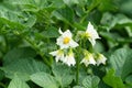 White flower of blooming potato plant. Beautiful white and yellow flowers of Solanum tuberosum in bloom growing in homemade garden Royalty Free Stock Photo