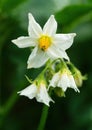 White flower of blooming potato plant. Beautiful white and yellow flowers of Solanum tuberosum in bloom growing in homemade garden Royalty Free Stock Photo