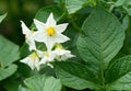 White flower of blooming potato plant. Beautiful white and yellow flowers of Solanum tuberosum in bloom growing in homemade garden Royalty Free Stock Photo