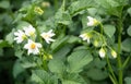 White flower of blooming potato plant. Beautiful white and yellow flowers of Solanum tuberosum in bloom growing in homemade garden Royalty Free Stock Photo