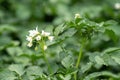 White flower of blooming potato plant. Beautiful white and yellow flowers of Solanum tuberosum in bloom growing in homemade garden Royalty Free Stock Photo