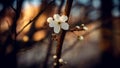 White flower on a blooming Prunus tree branch. Royalty Free Stock Photo