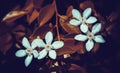White flower blooming vintage filter effect