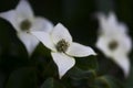 White Dogwood Blossom Closeup Shot Royalty Free Stock Photo