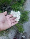 White flower blooms found on hike