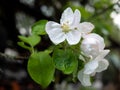 White flower in blossom covered in raindrops. Apple tree branch, close up. Spring and the summer season Royalty Free Stock Photo