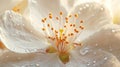 White Flower Blossom Dew Drops Morning Light Royalty Free Stock Photo