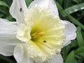 Narcisus flower close up Royalty Free Stock Photo